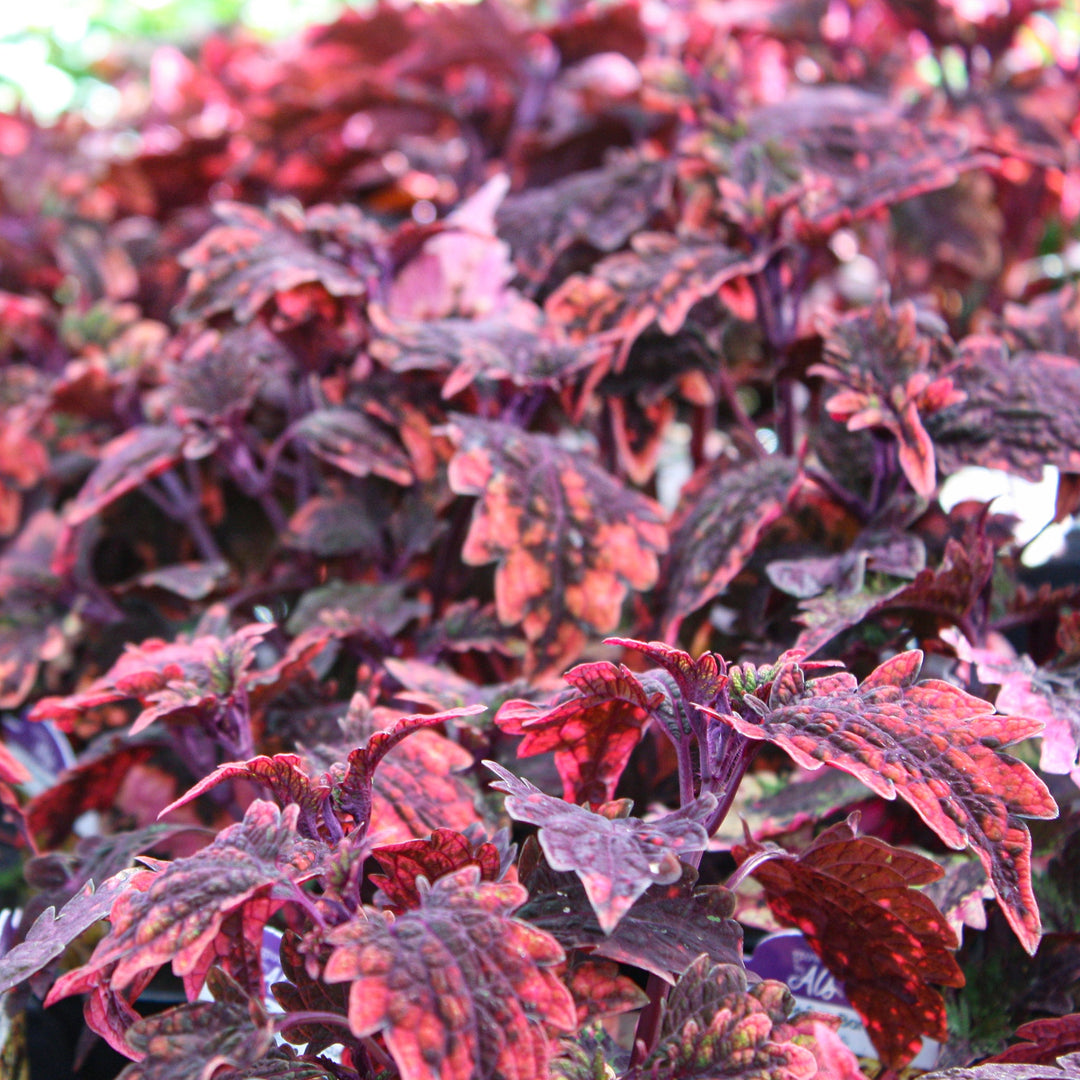 Plectranthus scutellarioides 'Under The Sea Barracuda' Coleus, 4 Inch Annual