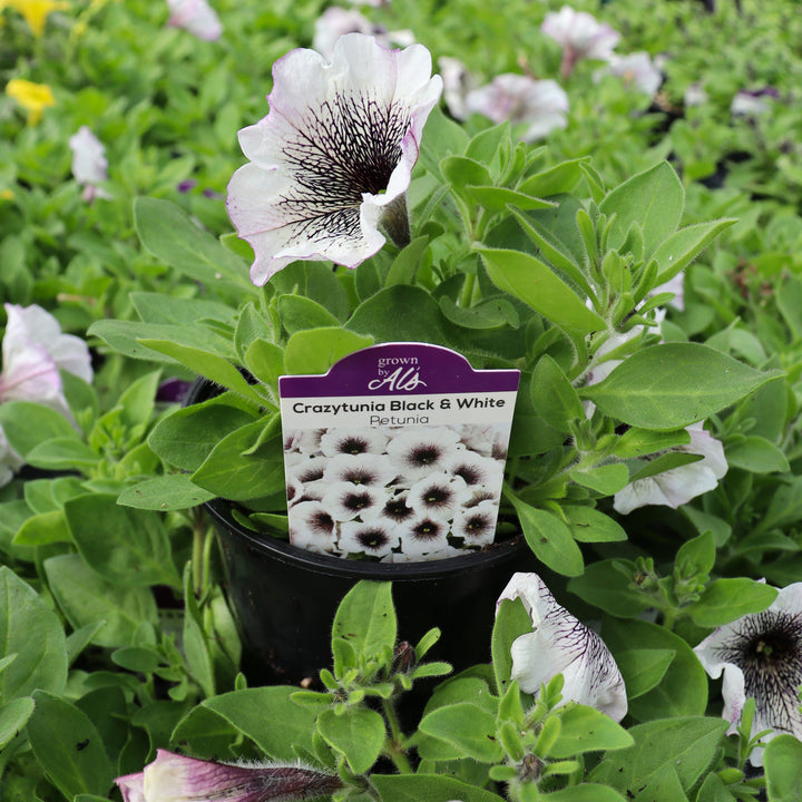 Petunia x 'Crazytunia Black & White' Premium Petunia, 4 Inch Annual