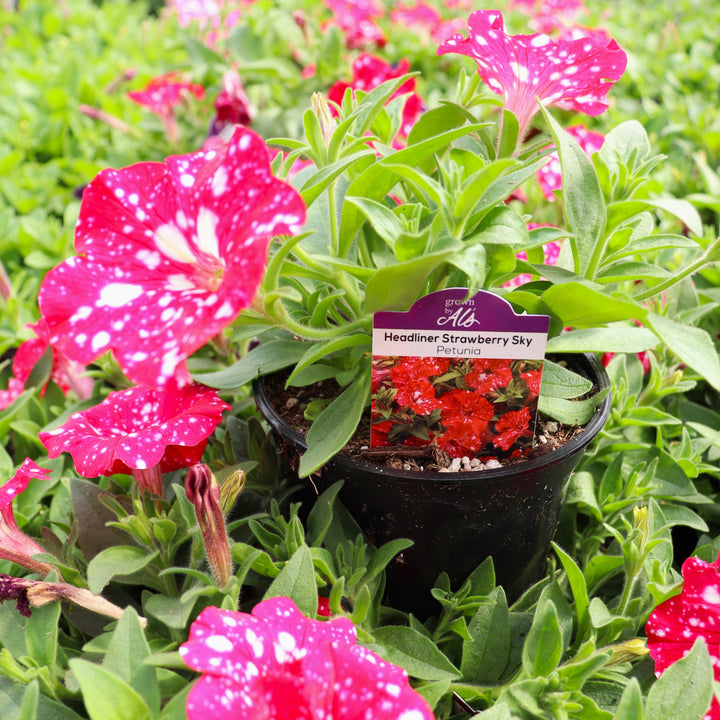 Petunia x 'KLEPH22668' Headliner™ Strawberry Sky Premium Petunia, 4 Inch Annual