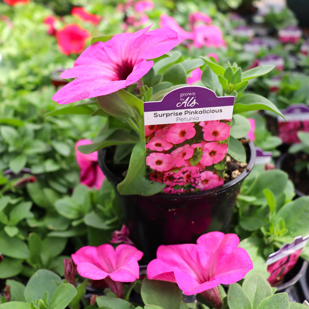 Petunia x 'Surprise Pinkalicious' Premium Petunia, 4 Inch Annual