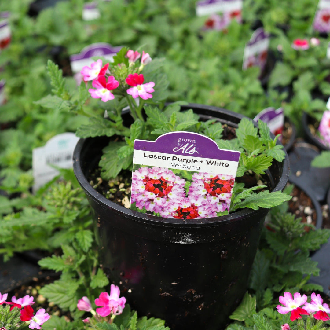 Verbena x 'KLEVP21048' PP34804 Lascar™ Purple+White Verbena, 4 Inch Annual
