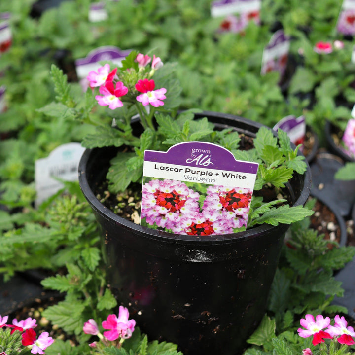 Verbena x 'KLEVP21048' PP34804 Lascar™ Purple+White Verbena, 4 Inch Annual