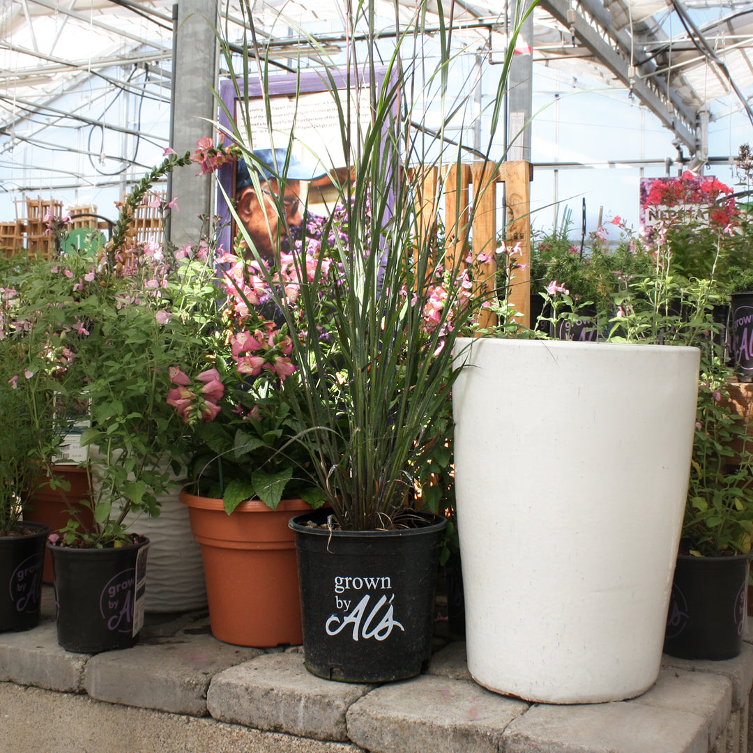 Andropogon gerardii 'Blackhawks' PP27949 Andropogon, 2 Gallon Perennial