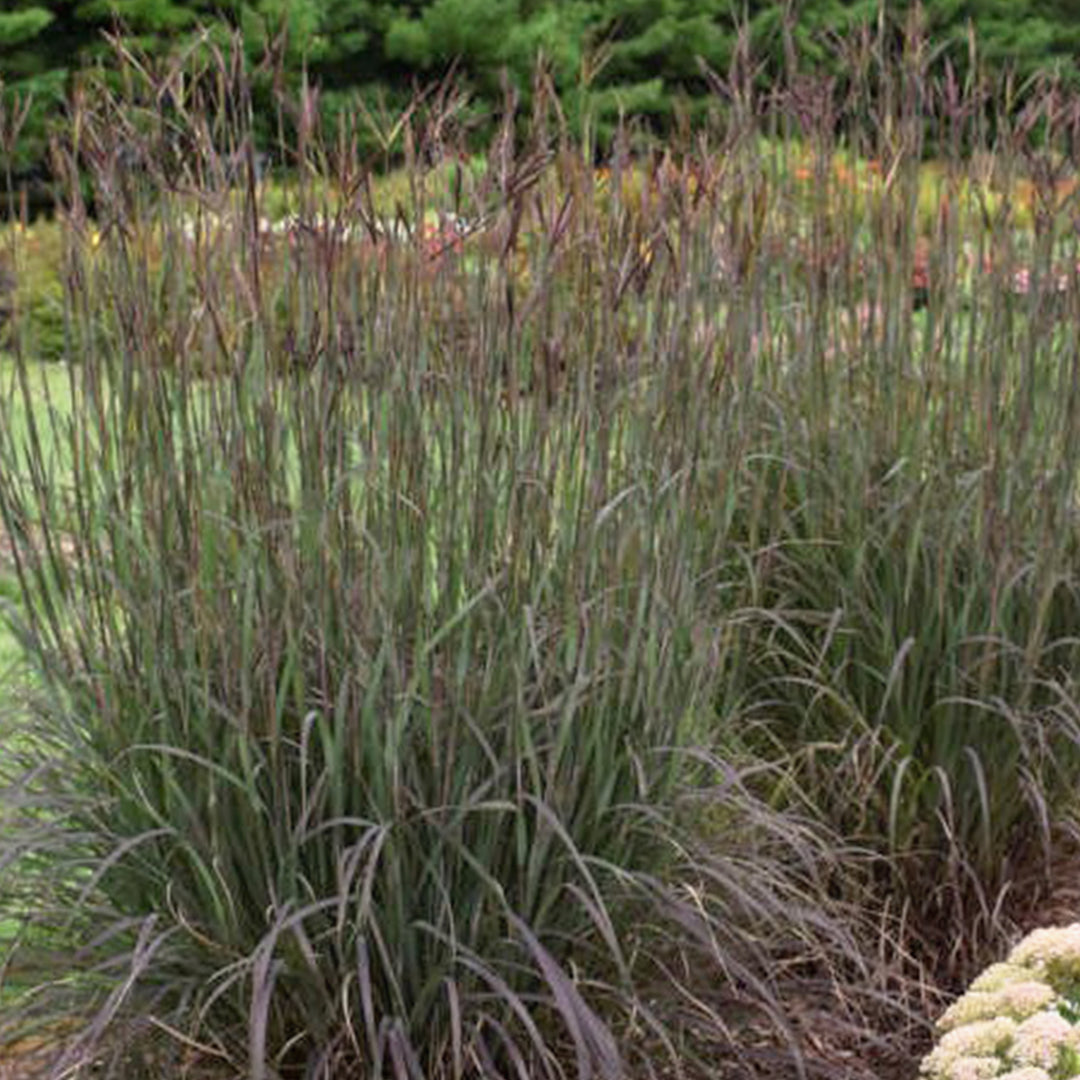 Andropogon gerardii 'Blackhawks' PP27949 Andropogon, 2 Gallon Perennial