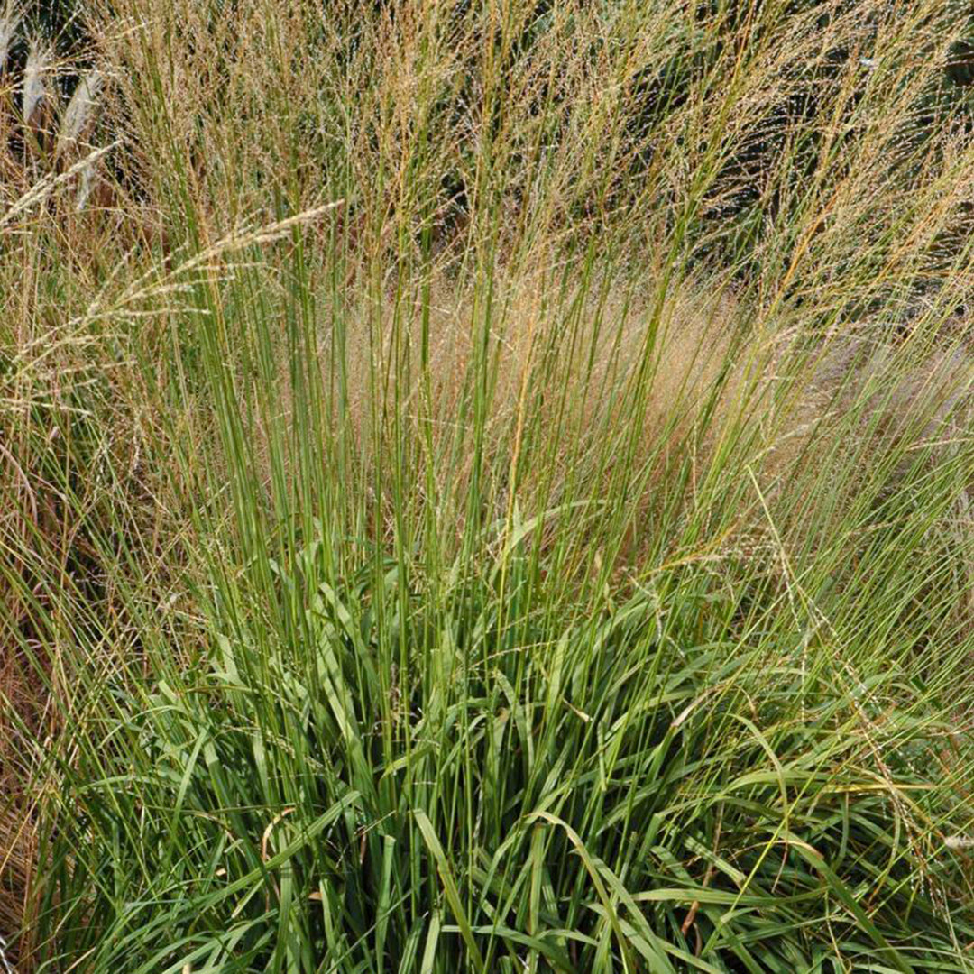 Molina caerulea ssp. arundinacea 'Skyracer' Purple Moor Grass, 2 Gallon Perennial