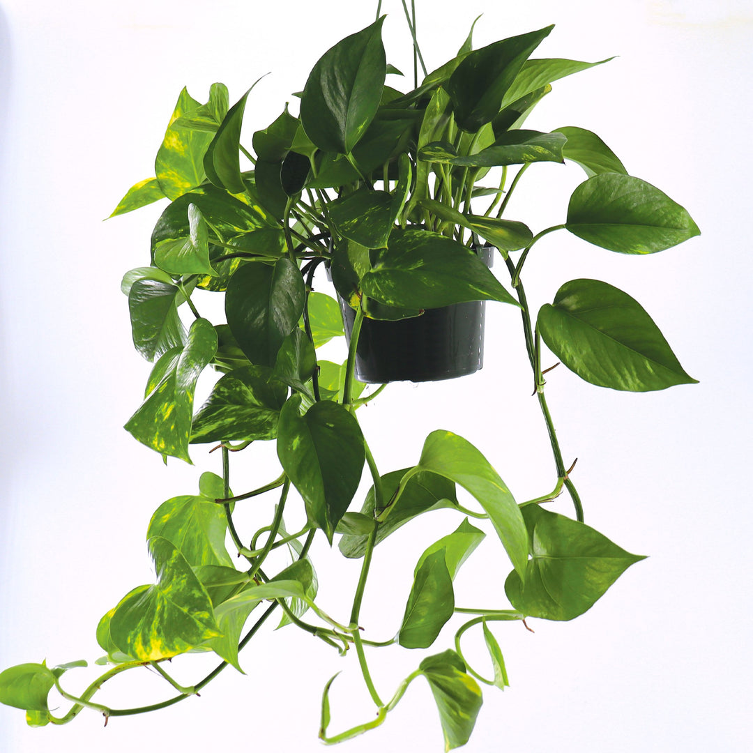 Epipremnum aureum 'Hawaiian' Pothos, 6 Inch Houseplant