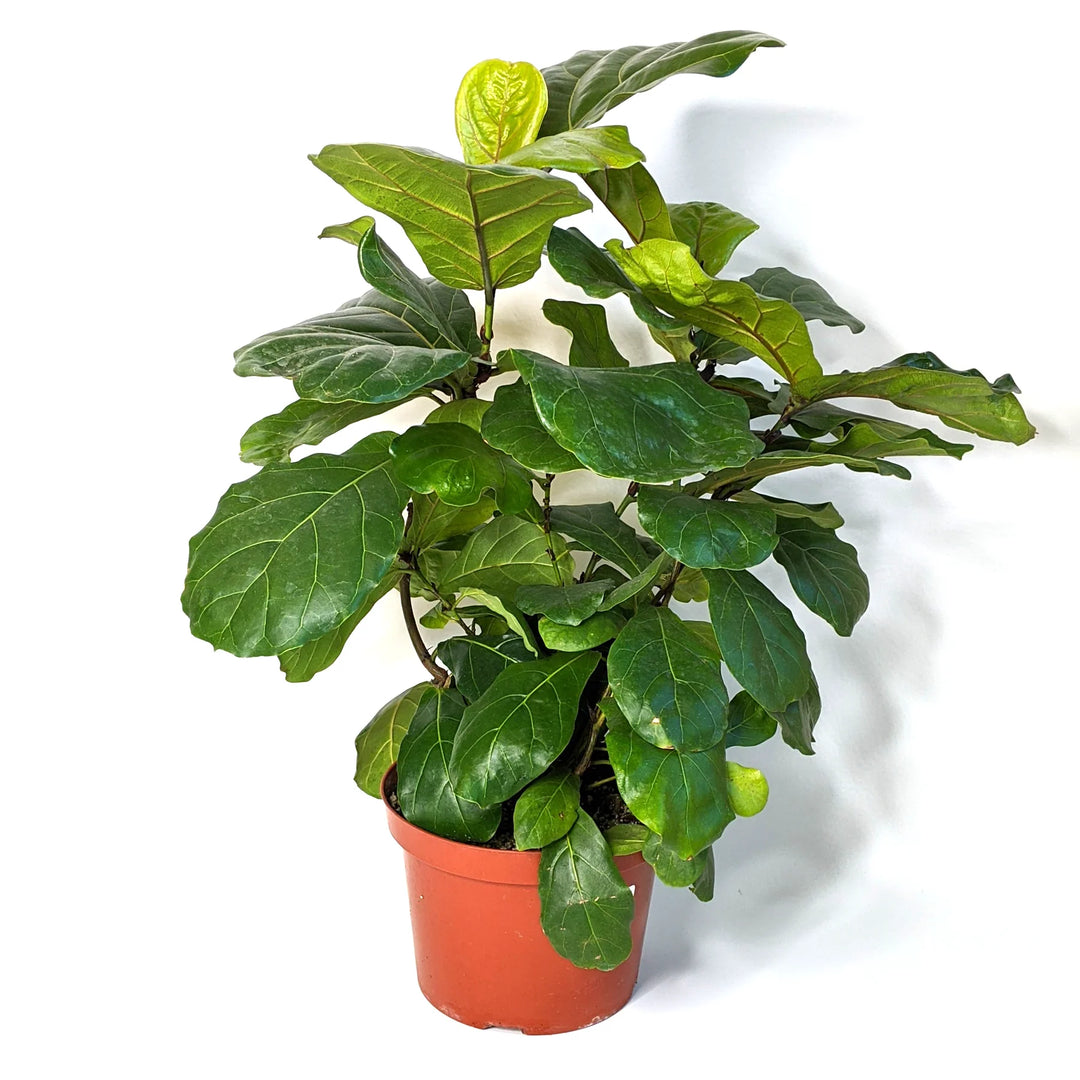 Ficus lyrata Fiddle Leaf Fig, 10 Inch Houseplant