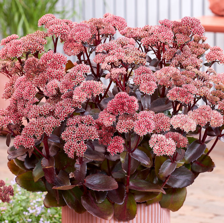 Hylotelephium spectabile 'Black Knight' Tall Sedum, 1 Gallon Perennial