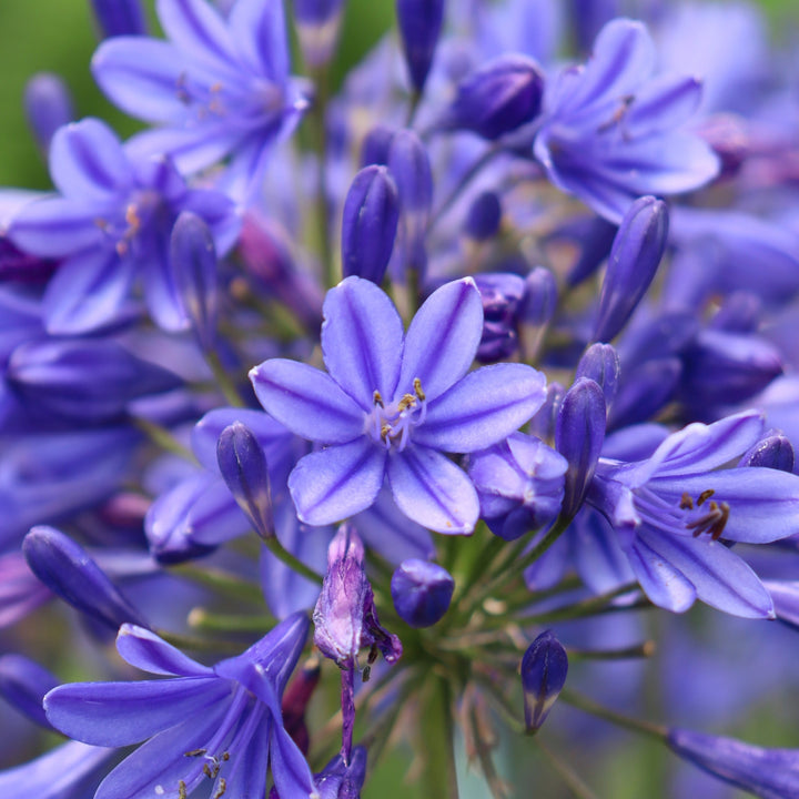 Agapanthus 'Flower of Love' Lily of the Nile, 1 Gallon Perennial