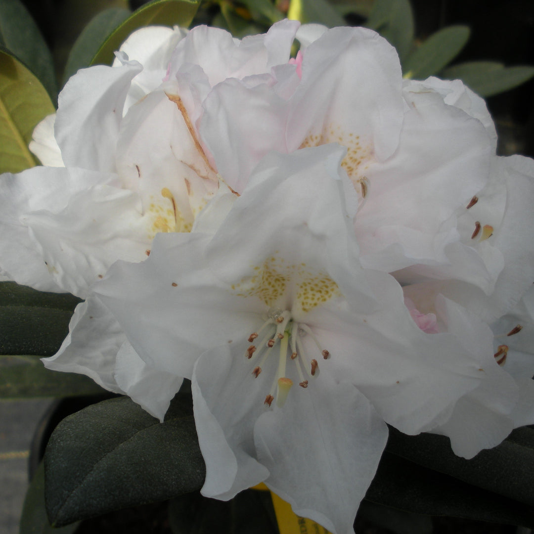 Rhododendron x 'Jolly Jim' Rhododendron, 1 Gallon Shrub