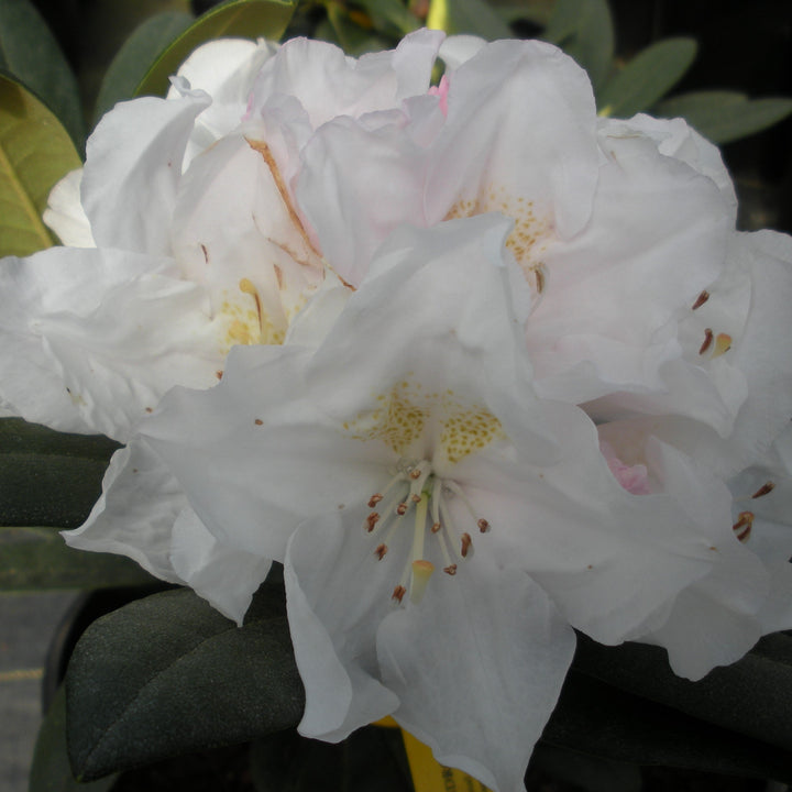 Rhododendron x 'Jolly Jim' Rhododendron, 1 Gallon Shrub