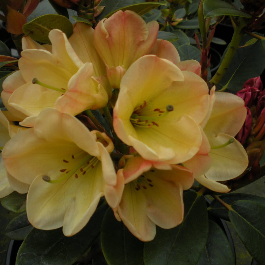 Rhododendron x 'Miracle Mile' Rhododendron, 1 Gallon Shrub