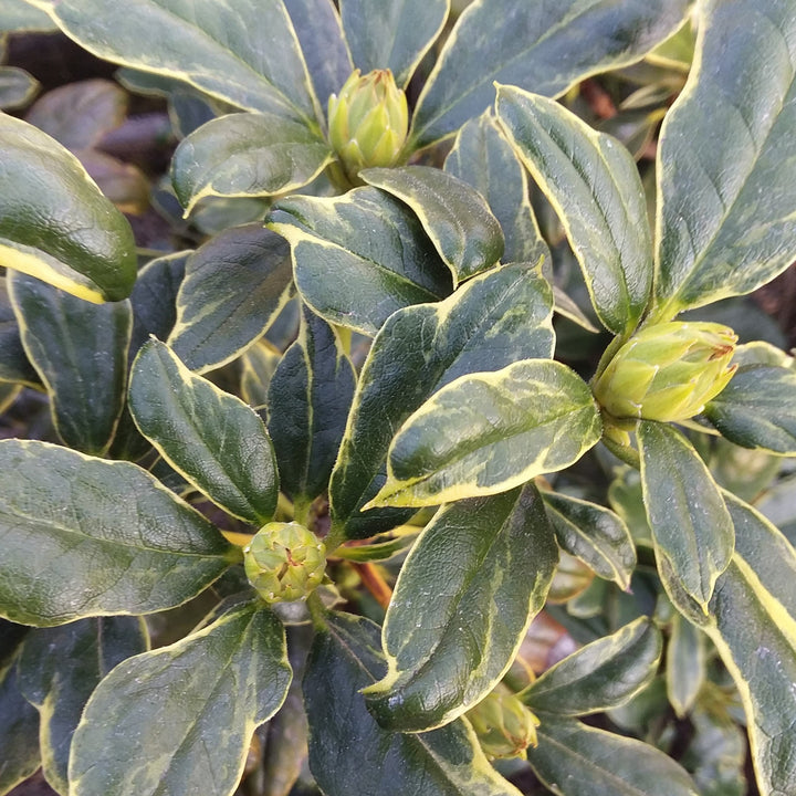 Rhododendron x 'Nancy Evans Variegated' Rhododendron, 1 Gallon Shrub