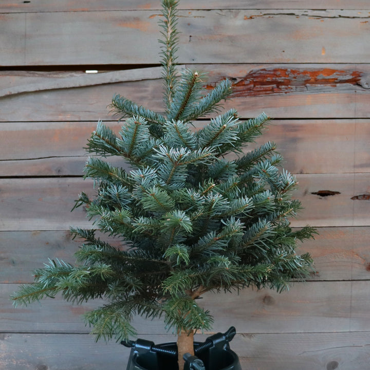 Tabletop Christmas Tree