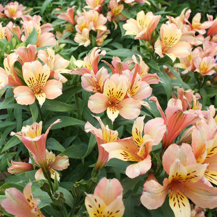 Alstroemeria x 'Koice' Inca Ice® Peruvian Lily, 12 Inch Perennial
