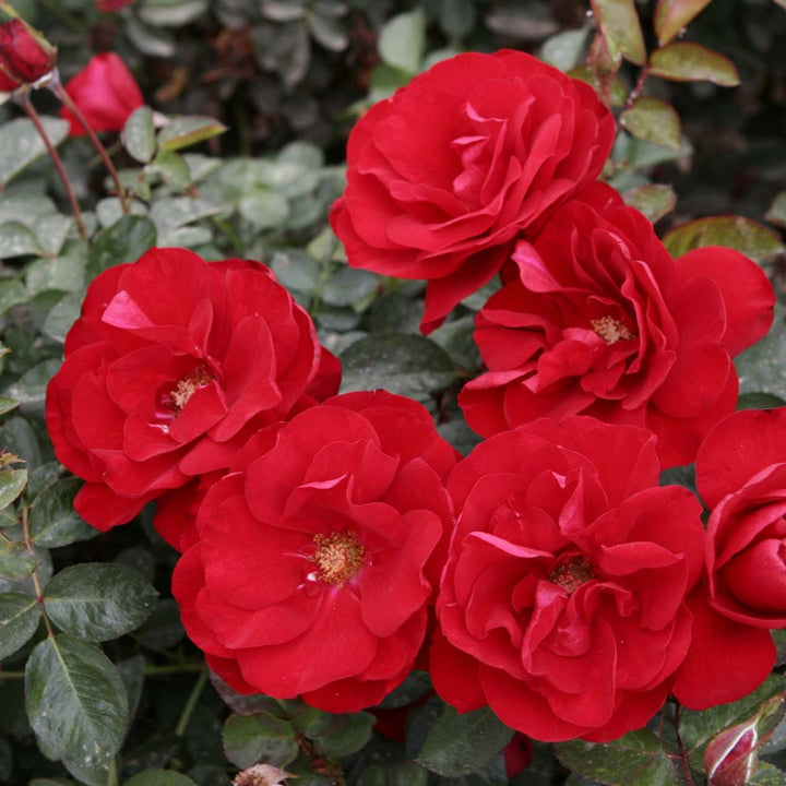 Rosa x 'Meibionel' Hybrid Tea Rose Tree, 15 Gallon Trees