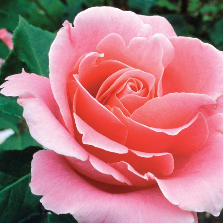 Rosa x 'Bewitched' Bewitched Hybrid Tea Rose Tree, 15 Gallon Tree