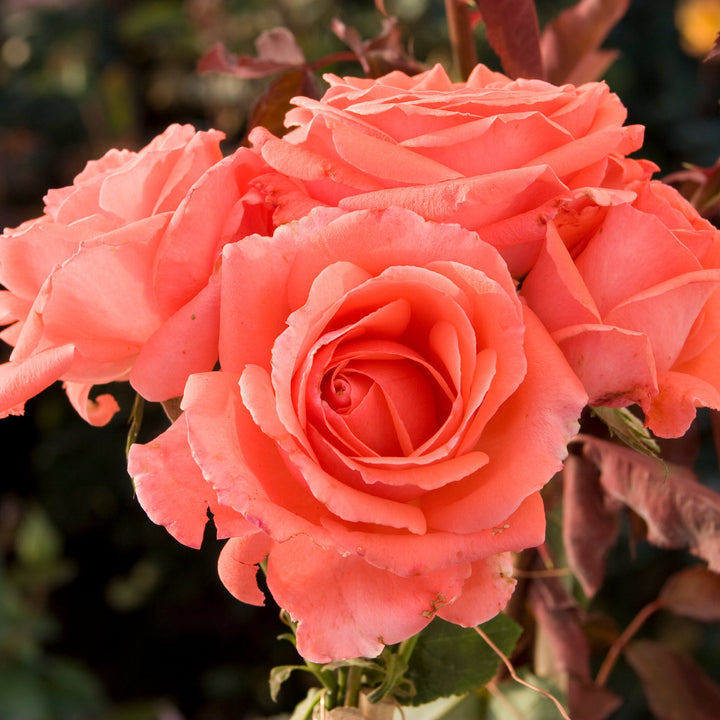 Rosa x 'Jacclam' America Climbing Rose, 5 Gallon Shrub