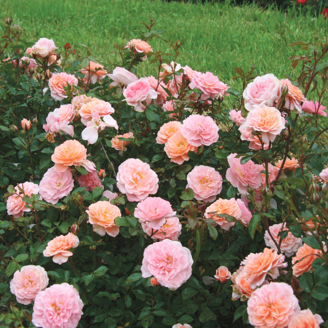 Rosa x 'Meimirrote' Groundcover Rose, 5 Gallon Shrubs
