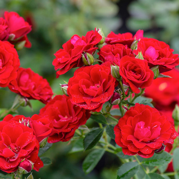 Rosa x 'Overedclimb' Cherry Frost Climbing Rose, 5 Gallon Shrub