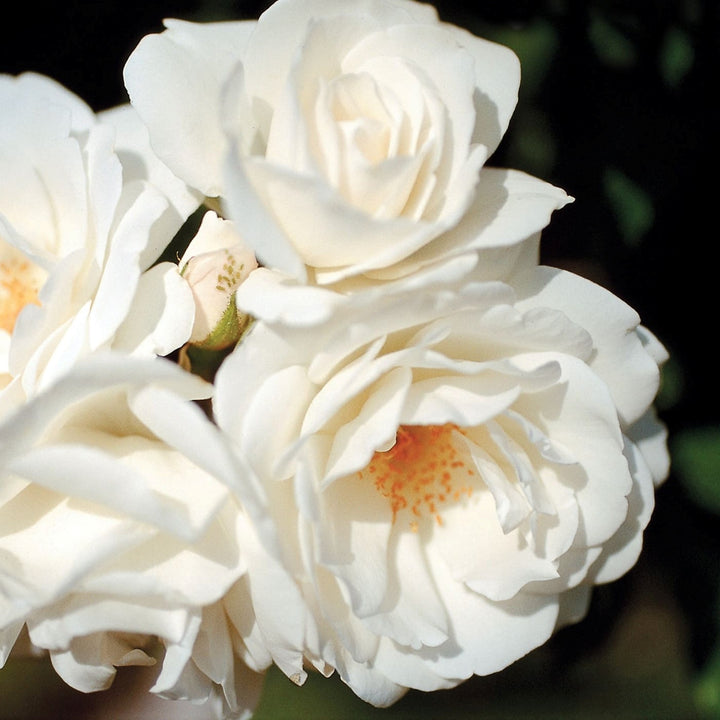 Rosa x 'Korbin' Iceberg Climbing Rose, 5 Gallon Shrub