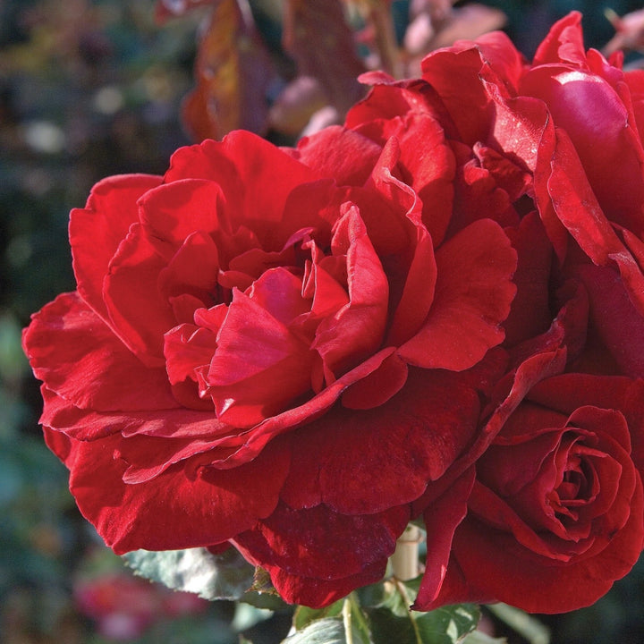 Rosa x 'Don Juan' Climbing Rose, 5 Gallon Shrub