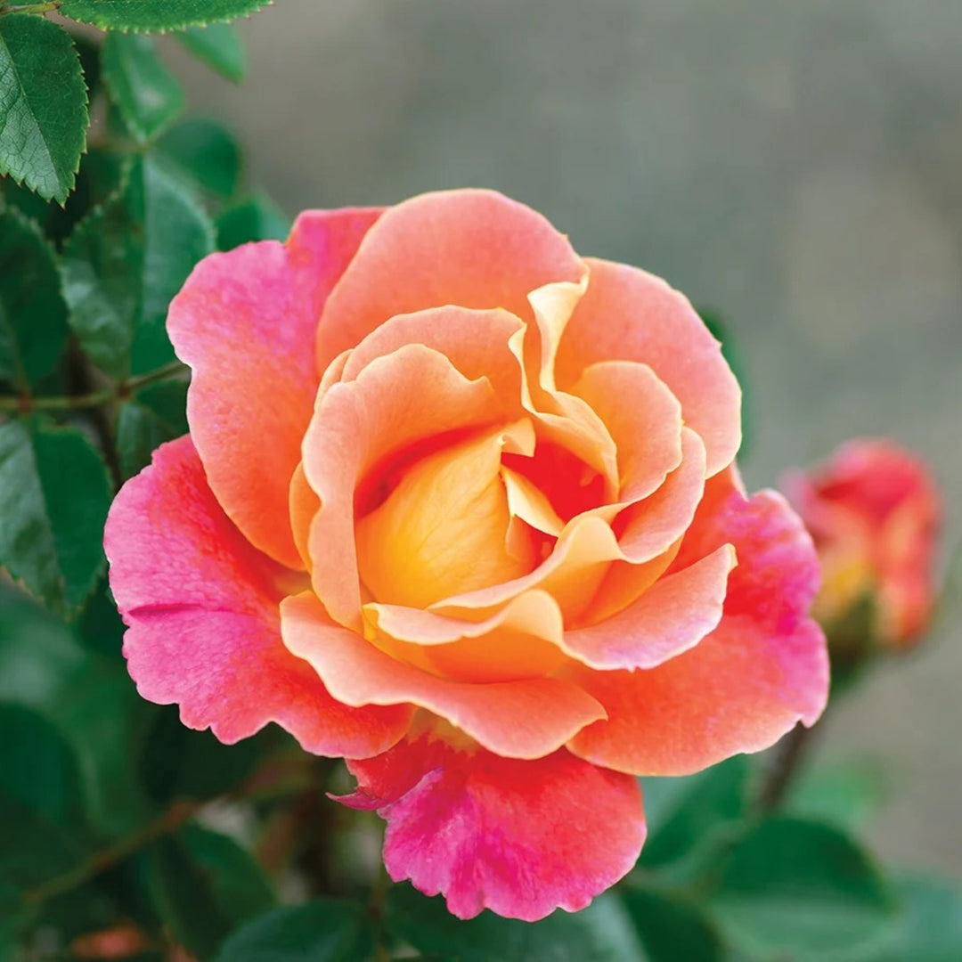 Rosa x 'Radpetals' Fruity Petals Climbing Rose, 5 Gallon Shrub