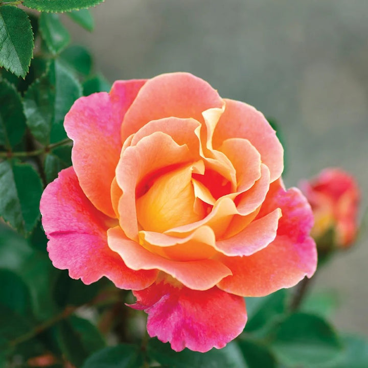 Rosa x 'Radpetals' Fruity Petals Climbing Rose, 5 Gallon Shrub