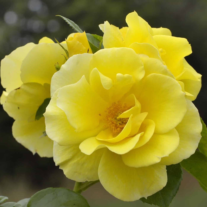 Rosa x 'Meilaclost' Smiley Face Climbing Rose, 5 Gallon Shrub