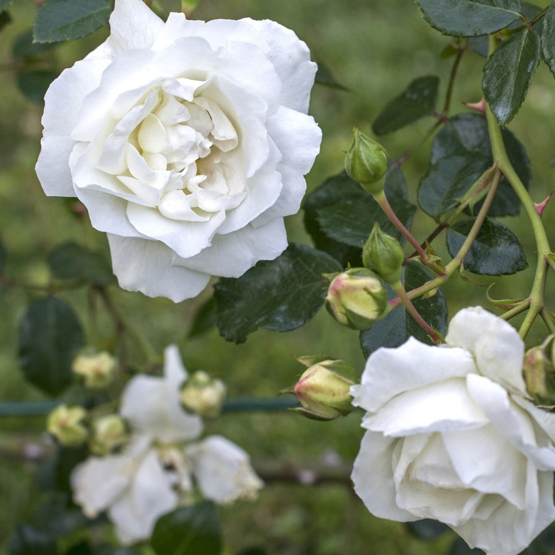 Rosa x 'White Dawn' Climbing Rose, 5 Gallon Shrub
