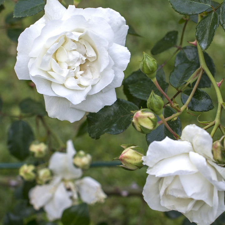 Rosa x 'White Dawn' Climbing Rose, 5 Gallon Shrub
