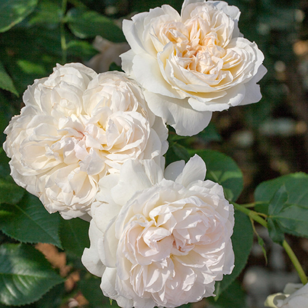 Rosa x 'Meidelweis' Bolero Floribunda Rose, 5 Gallon Shrub