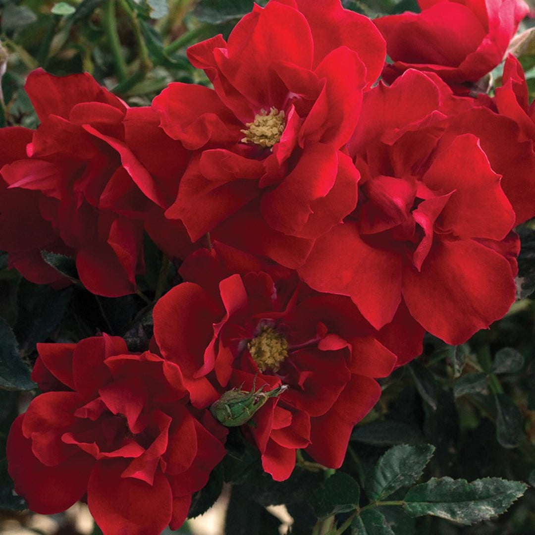Rosa x 'Meitraligh' Brick House Floribunda Rose, 5 Gallon Shrub