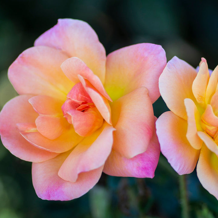 Rosa x 'Radapshin' Bright and Shiny Floribunda Rose, 5 Gallon Shrub
