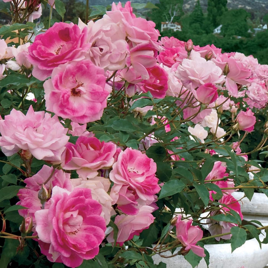 Rosa x 'Probril' Brilliant Pink Iceberg Floribunda Rose, 5 Gallon Shrub