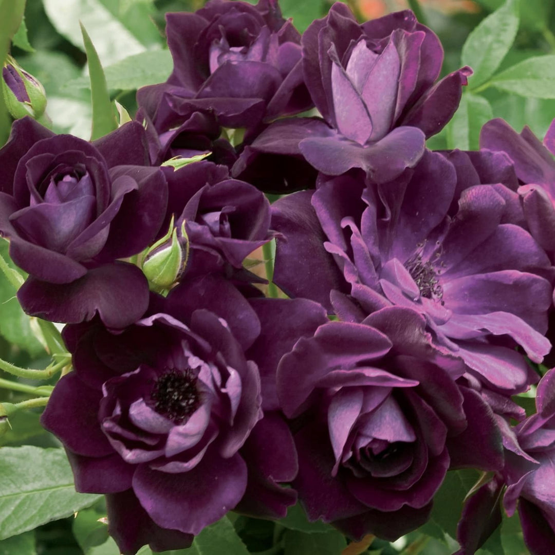 Rosa x 'Prose' Burgundy Ice Floribunda Rose, 5 Gallon Shrub