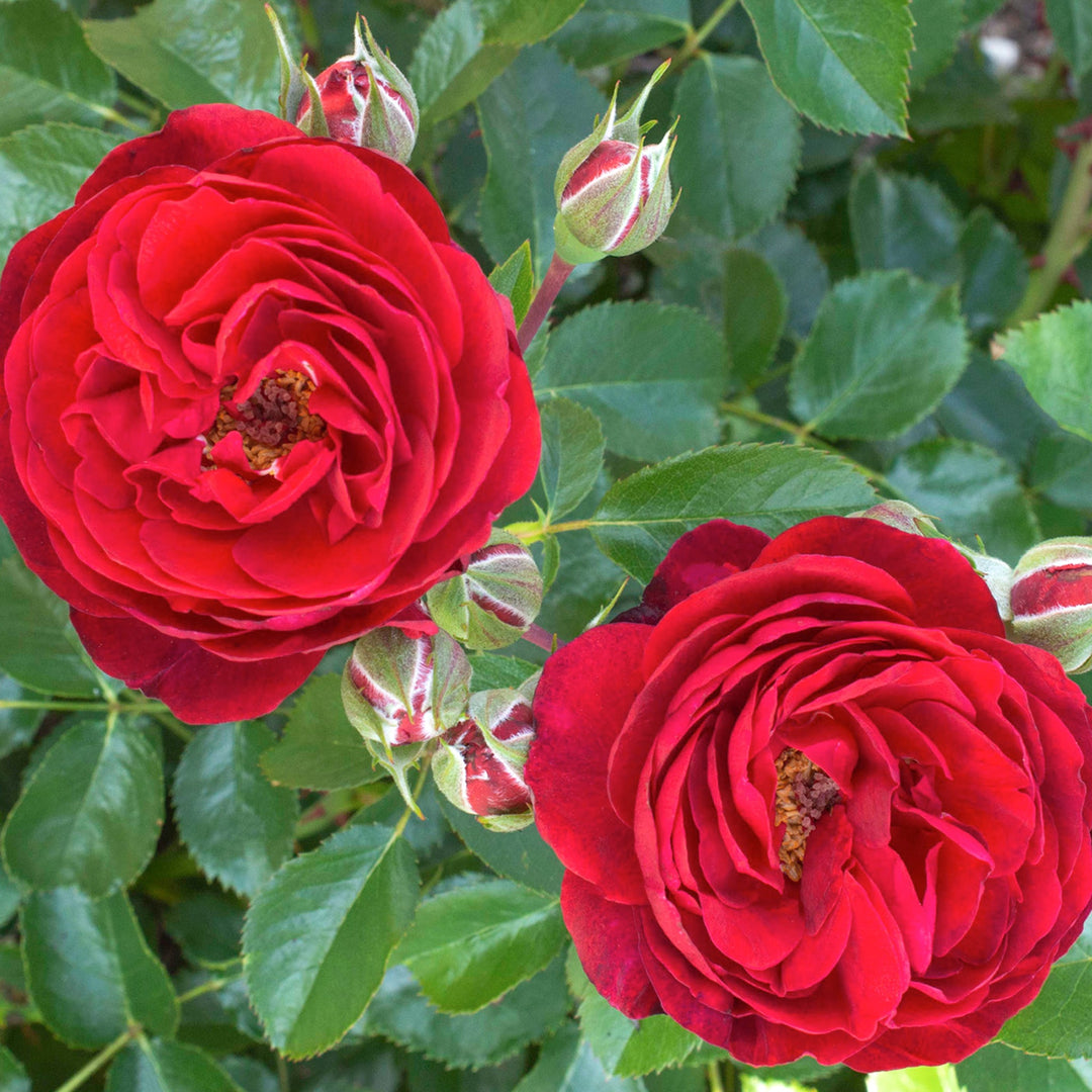 Rosa x 'Meiscarlebo' Canyon Road Floribunda Rose, 5 Gallon Shrub