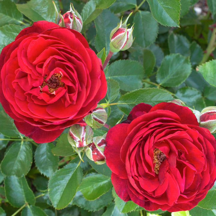 Rosa x 'Meiscarlebo' Canyon Road Floribunda Rose, 5 Gallon Shrub