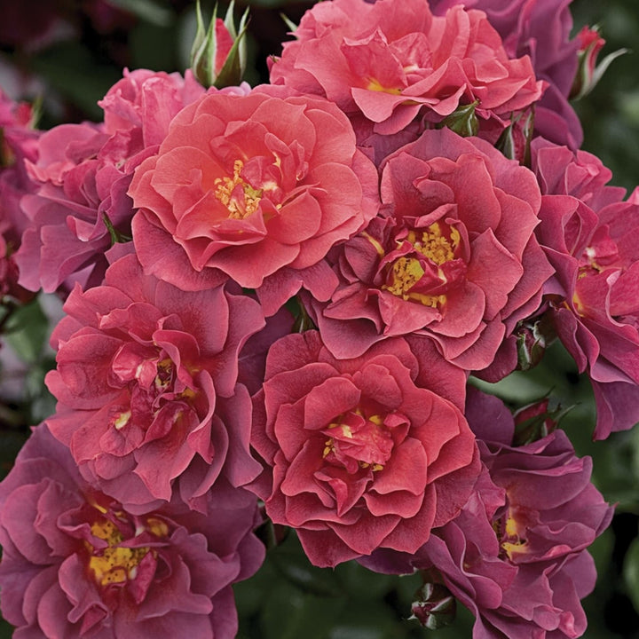 Rosa x 'Wekcobeju' Cinco De Mayo Floribunda Rose, 5 Gallon Shrub