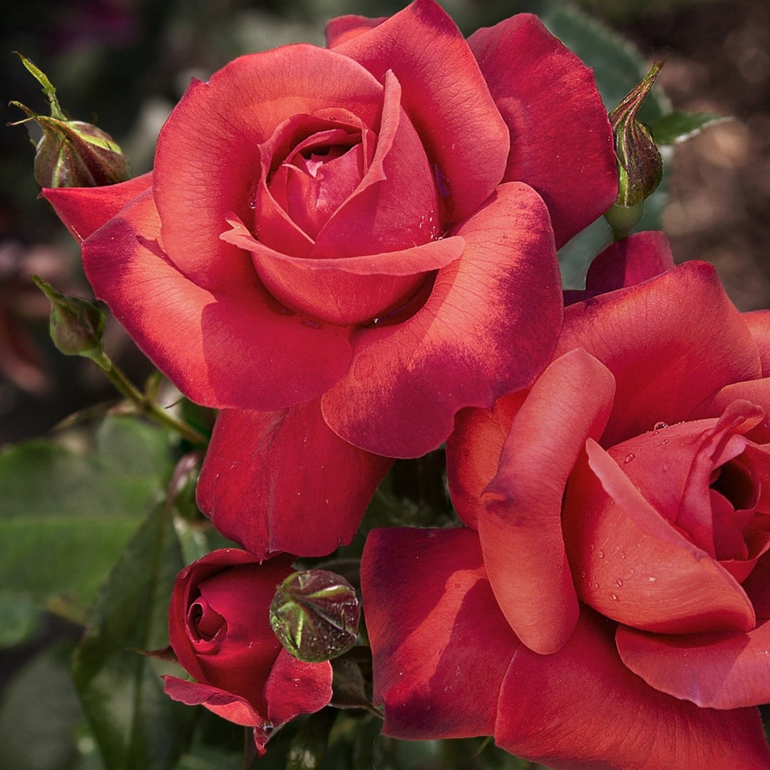 Rosa x 'Wekpaltlez' Hot Cocoa Floribunda Rose, 5 Gallon Shrub