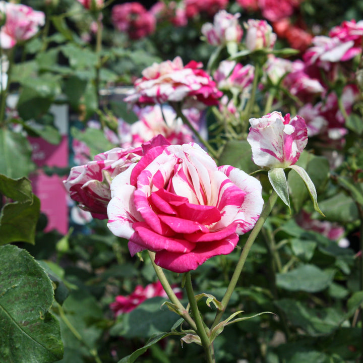 Rosa x 'Meisiastri' Julio Iglesias Floribunda Rose, 5 Gallon Shrub