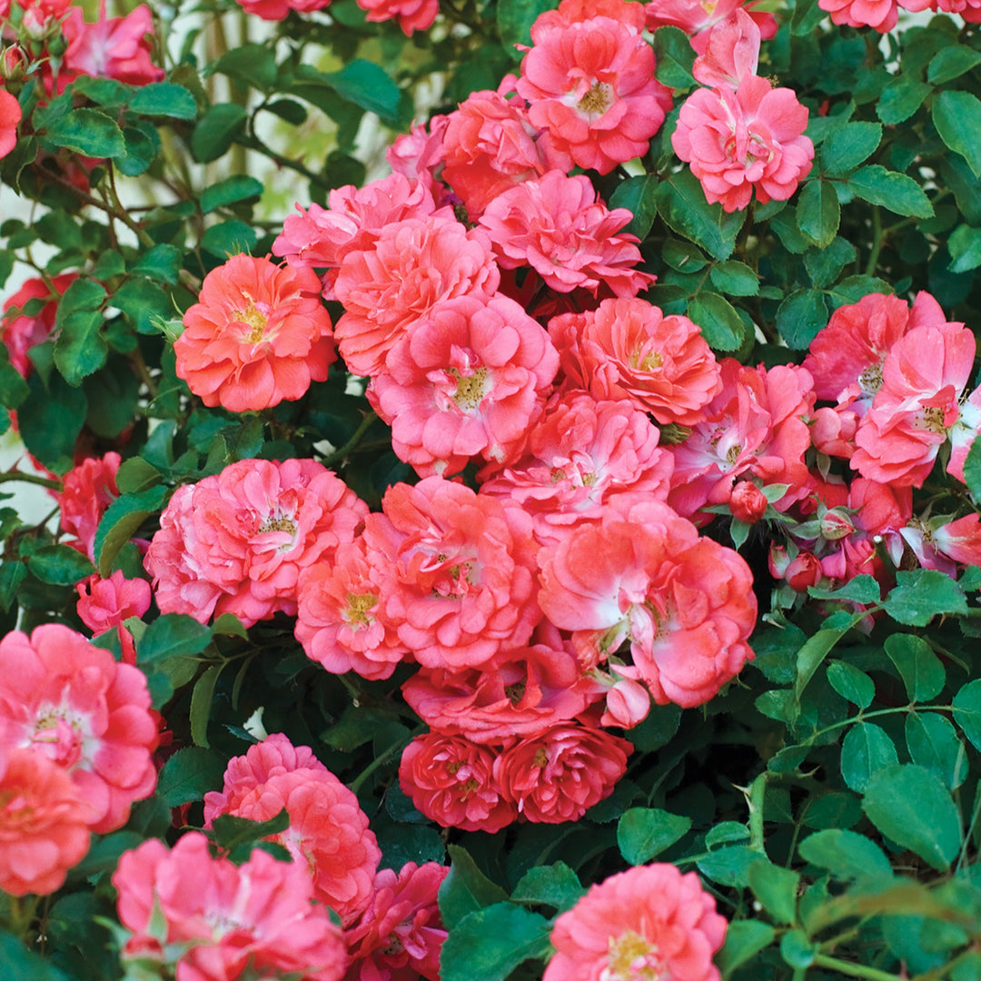 Rosa x 'Meldrifora' Coral Drift® Groundcover Rose, 5 Gallon Shrub