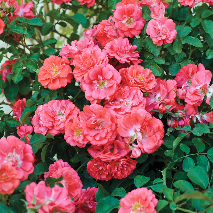 Rosa x 'Meldrifora' Coral Drift® Groundcover Rose, 5 Gallon Shrub