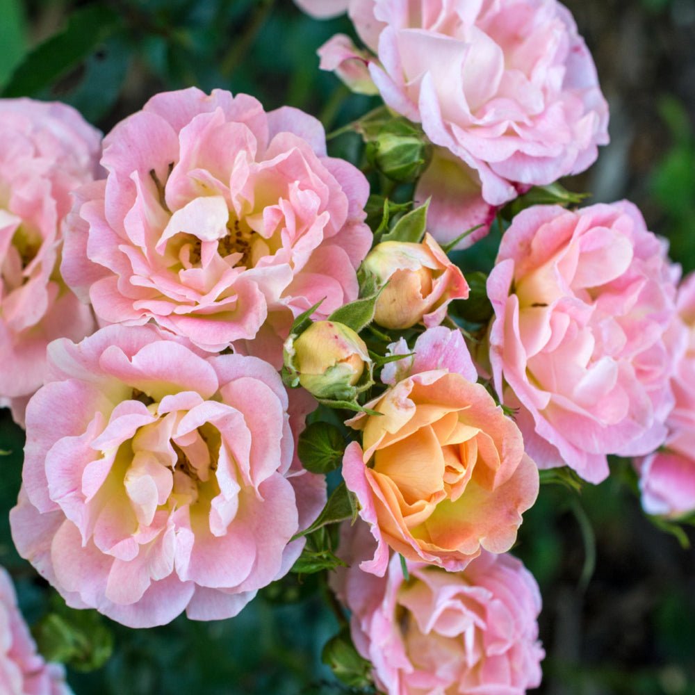 Rosa x 'Meiggili' Peach Drift® Groundcover Rose, 5 Gallon Shrub