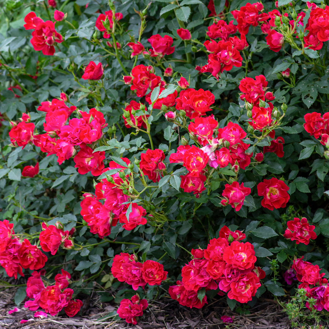 Rosa x 'Meigalpio' Red Drift® Groundcover Rose, 5 Gallon Shrub