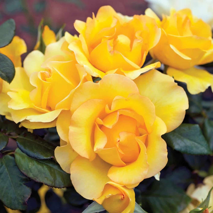 Rosa x 'Gold Struck' Grandiflora Rose, 5 Gallon Shrub