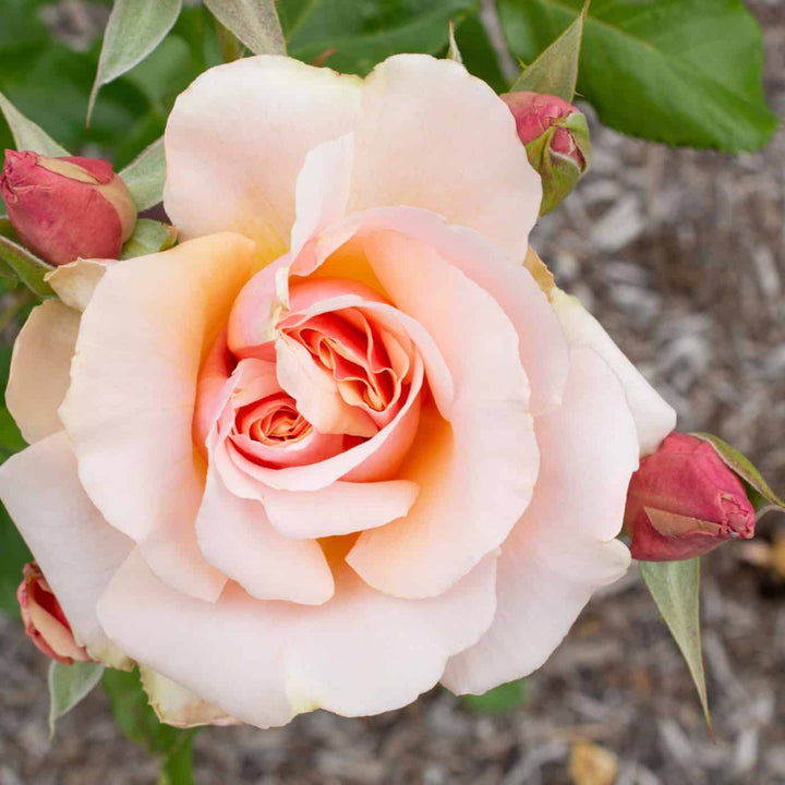 Rosa x 'Mother Of Pearl' Grandiflora Rose, 5 Gallon Shrub
