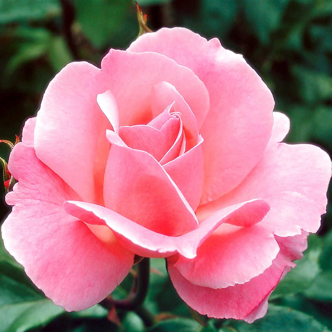 Rosa x 'Queen Of England' Queen Elizabeth Grandiflora Rose, 5 Gallon Shrub
