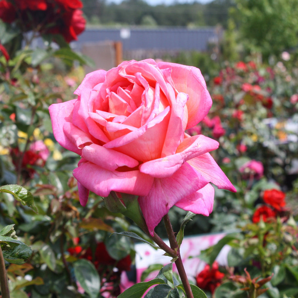 Rosa x 'Johnago' Hybrid Tea Rose, 5 Gallon Shrubs
