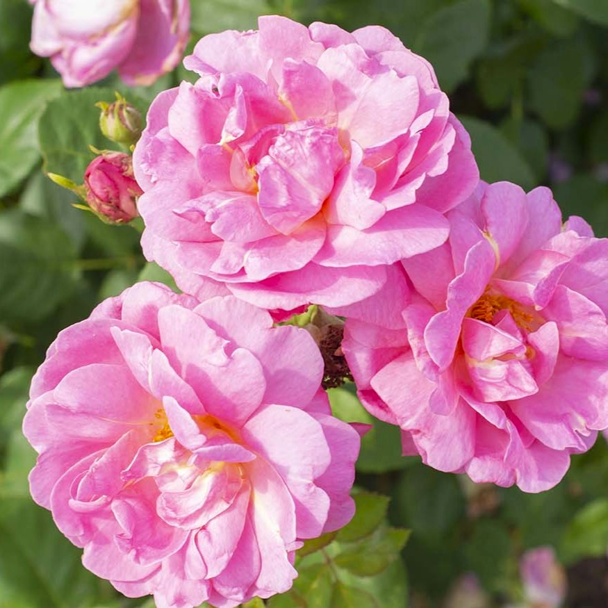 Rosa x 'Sitting Pretty' Grandiflora Rose, 5 Gallon Shrub